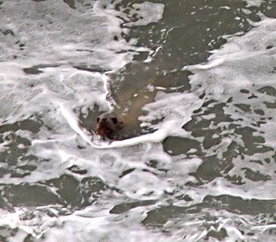 [The head of a sea lion is completely above the water with its eyes, nose, mouth, and ears visible.]